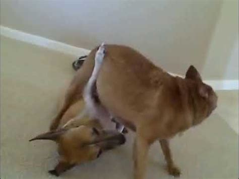 porn dog missionary|Mature tries missionary sex with her trustful dog.